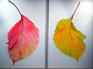 Sabraw's large-scale renditions of two different leaves, on display with "Luminous."