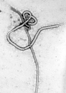 The Ebola virus has killed about 2,100 people in West Africa. Photo: Wikimedia Commons