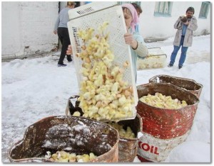 Factory farm workers dump male chicks into oil to drown them. Photo courtesy of animals-rights-action.com.