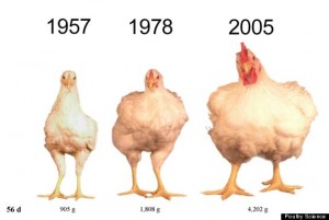 The weight and size of the average hen in America over time. Photo courtesy of huffingtonpost.com.