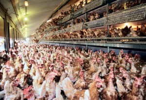 These chickens lived their entire, brief lives in this room. Photo courtesy of advocacy.britannica.com.