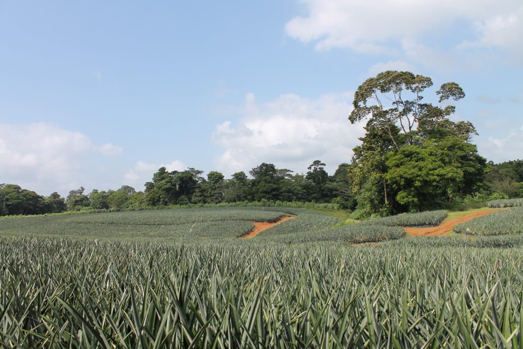 An organic pineapple plantation in Costa Rica. Photo by Olivia Lease.