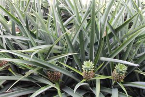 Organic pineapples being grown in Costa Rica, most of which to be transported elsewhere. Photo by Olivia Lease.