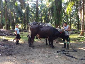 Wokers herd cattle used for transportation of fruit from palm oil trees. Photo taken in Costa Rica by Olivia Lease.