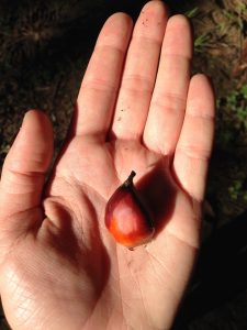 A single pod of fruit from which palm oil is extracted. Photo taken in Costa Rica by Olivia Lease.