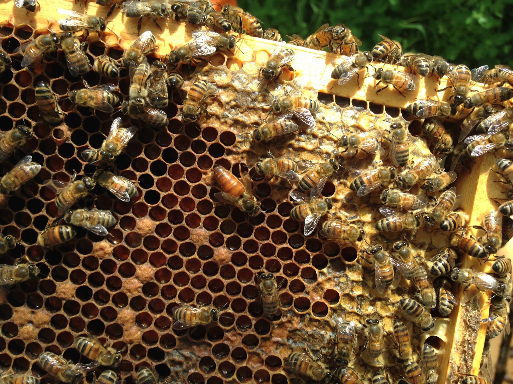 Apiary coming to OWU, bees welcome