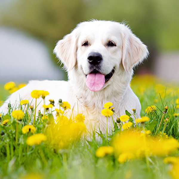 How to protect and lengthen your pets’ life