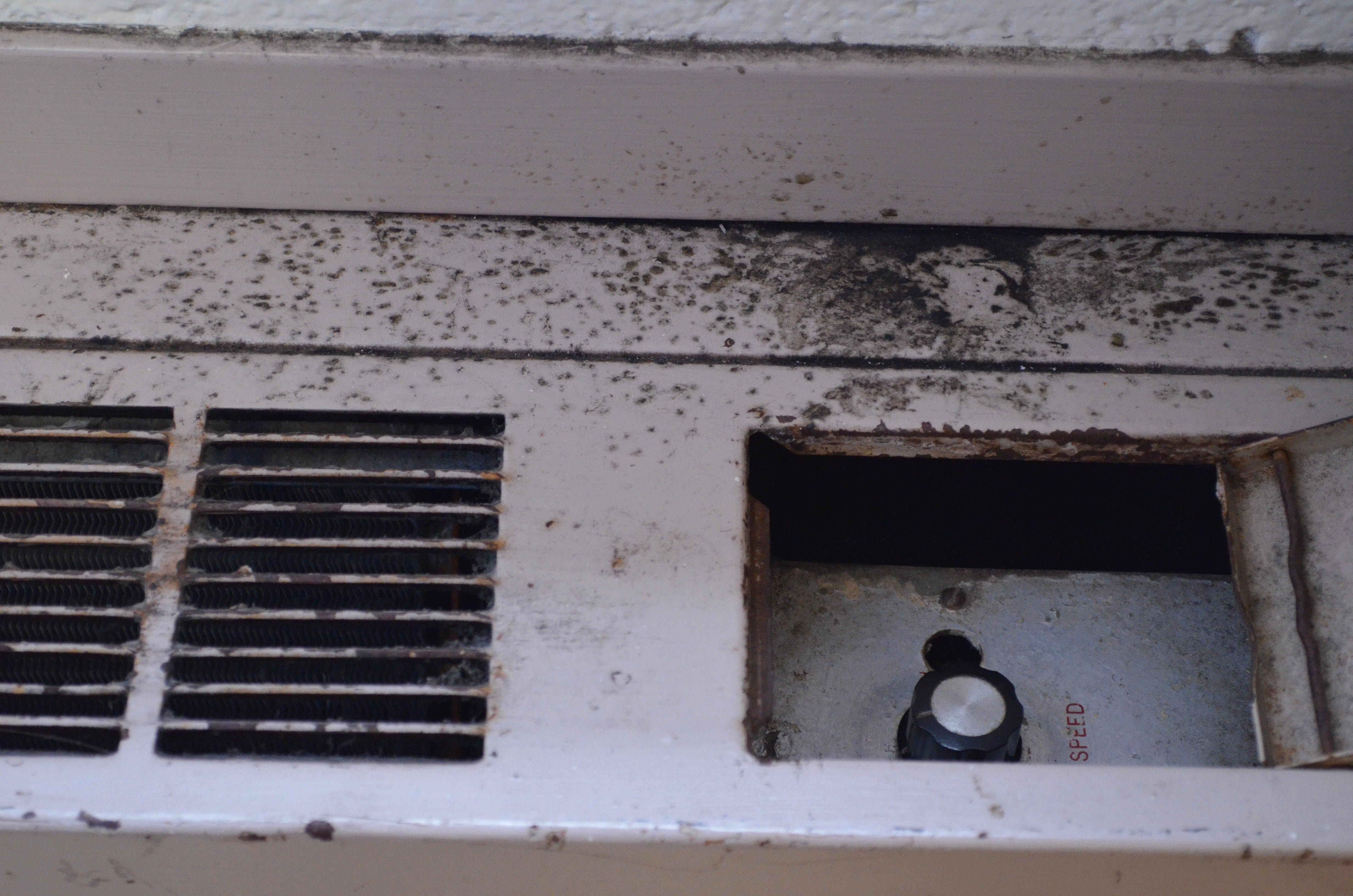 Mold, mildew and leaks: what’s next?