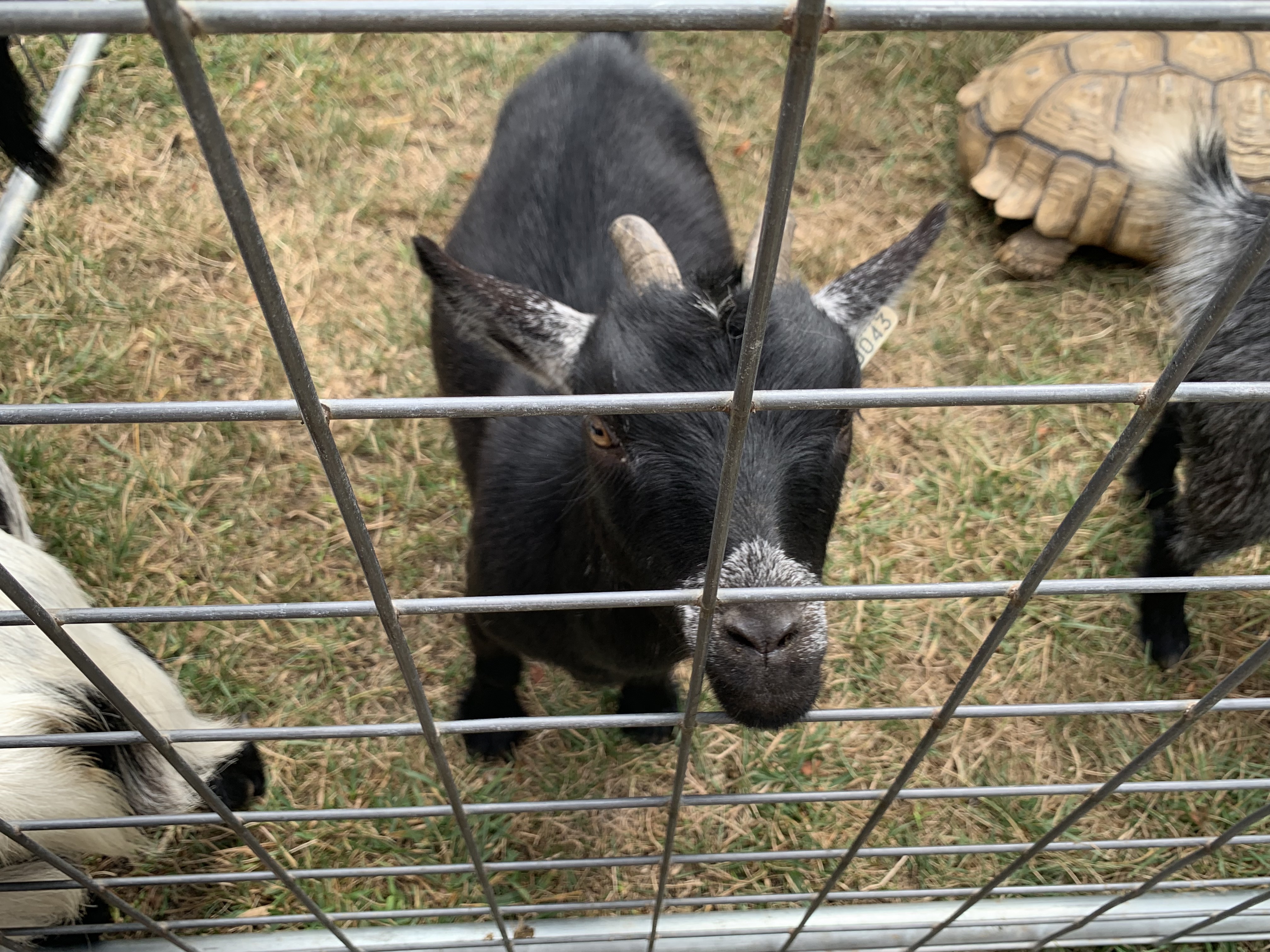 Petting zoo comes to OWU